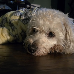 Fundraising Page: Emma Schwartz